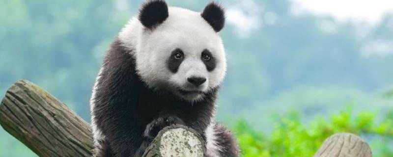 大熊猫属于什么科动物（小熊猫属于什么科动物）