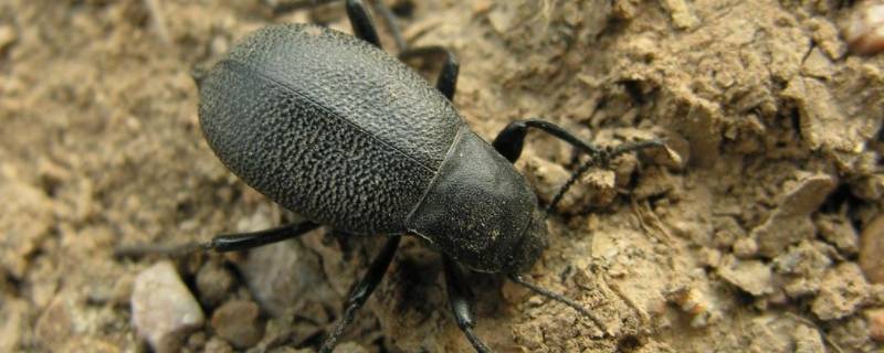 拟步甲虫怎么彻底消灭 拟步甲虫危害