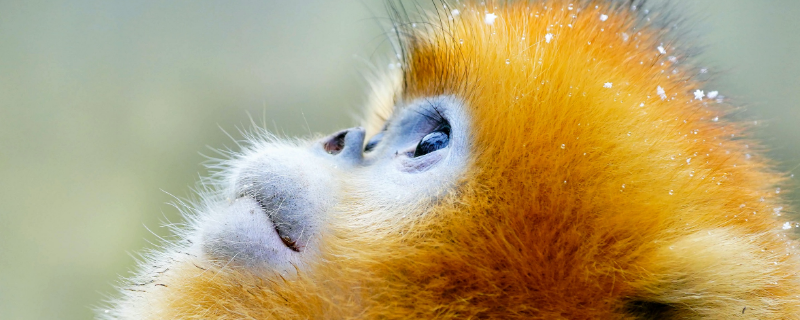 金丝猴的种类（金丝猴的种类有川金丝猴,黔金丝猴,滇金丝猴的英文）