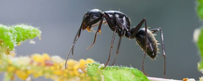蚂蚁是怎样搬家的 蚂蚁是怎样搬家的50字
