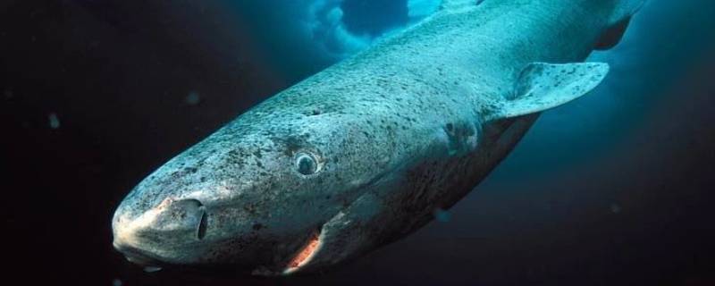 格陵兰睡鲨能活多久 格陵兰睡鲨为什么能活那么久