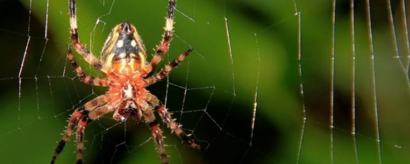 蜘蛛吃食草昆虫吗 蜘蛛吃草吗?