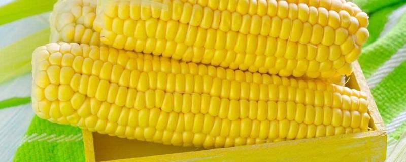 带轴的玉米每立方出多少斤粒（带轴玉米一立方有多重）