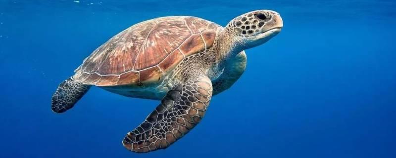 海龟能活多少年 海龟能活多少年的短视频