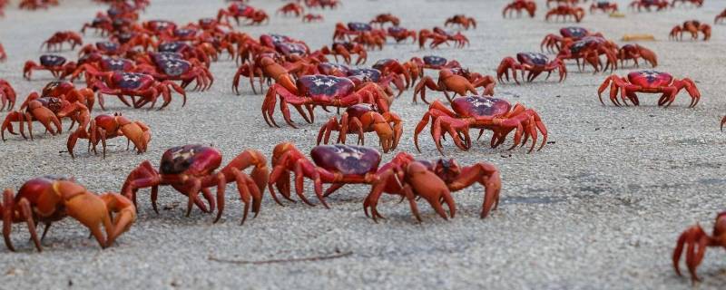 澳大利亚的红蟹可以吃吗 澳大利亚为什么不能吃螃蟹