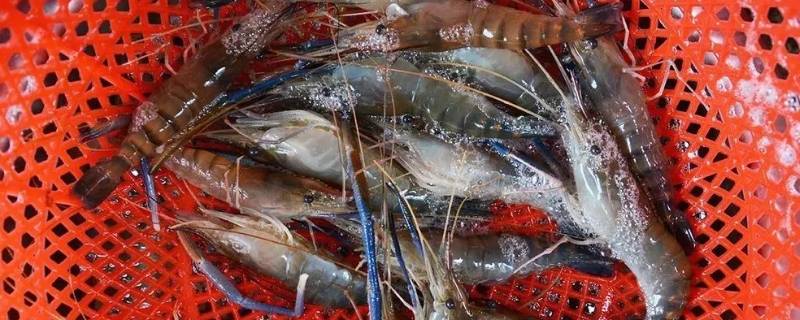 螺丝虾是淡水还是海水养的 海水养的虾和淡水虾有啥区别