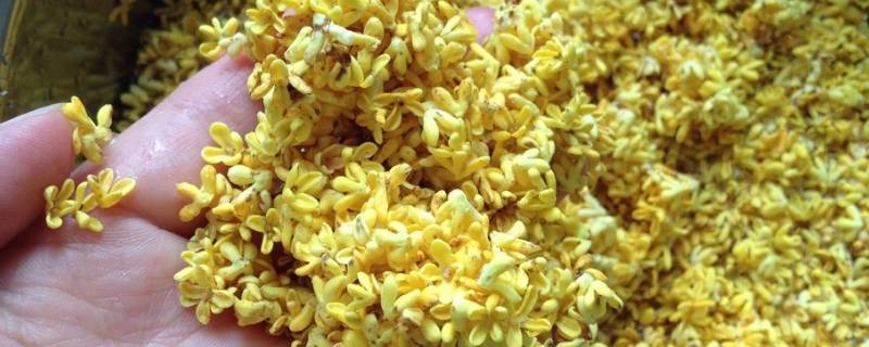 鲜桂花为什么要蒸一下（新鲜桂花要不要蒸）