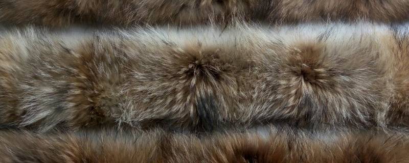 浣熊毛是什么材质（浣熊绒是什么材质）