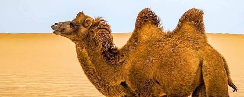 骆驼为什么可以吃带刺的仙人掌（骆驼吃仙人掌怕刺吗）