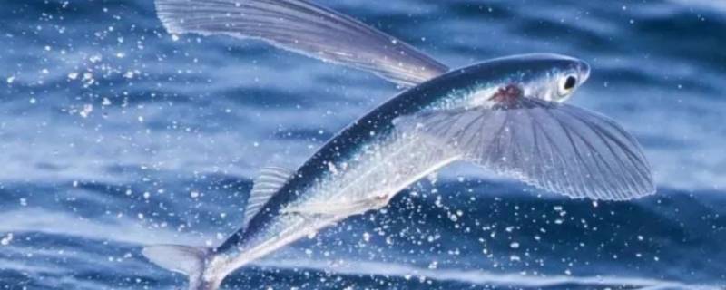 海洋中有没有会飞的鱼 海洋中有会飞的鱼吗?