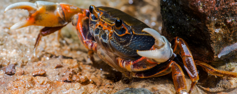 螃蟹的寿命能活多少年 螃蟹寿命一般活多久