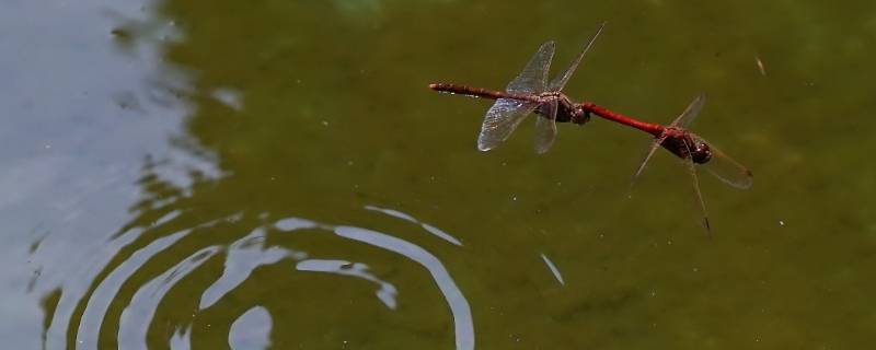 蜻蜓点水是生物的什么特征（蜻蜓点水是生物吗）