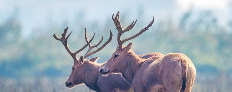 麋鹿是国家几级保护动物 麋鹿是一级保护动物还是二级保护动物