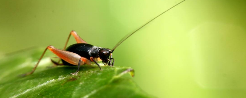 哪种昆虫的耳朵长在脚上（什么昆虫耳朵长在腿上《森林报》）