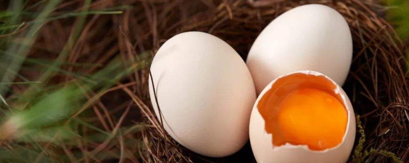 红壳鸡蛋和白壳鸡蛋的区别（为什么鸡蛋有白壳和红壳）