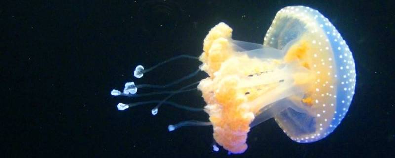 浮游生物有哪些 单细胞浮游生物有哪些