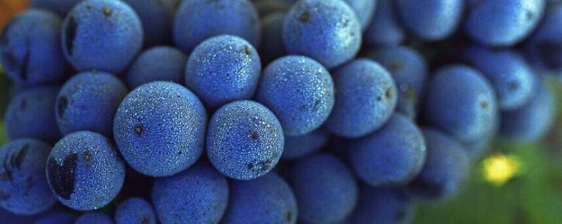 蓝莓葡萄是夏黑葡萄吗 蓝莓葡萄和夏黑葡萄的区别