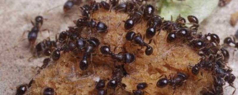 蚂蚁怕花露水吗 花露水对蚂蚁有效果吗