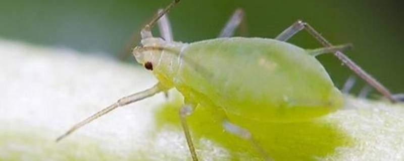 蚜虫是单细胞生物吗（蚜虫是单体生物吗）