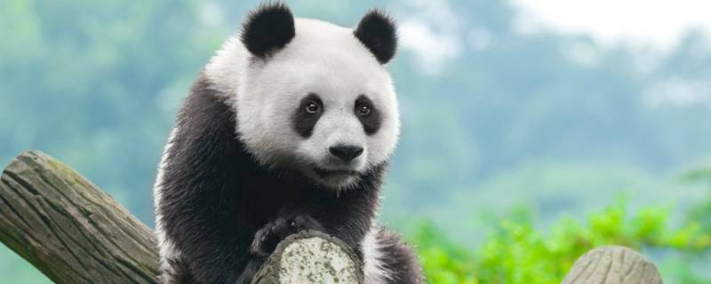 熊猫的谜语 熊猫的谜语有哪些