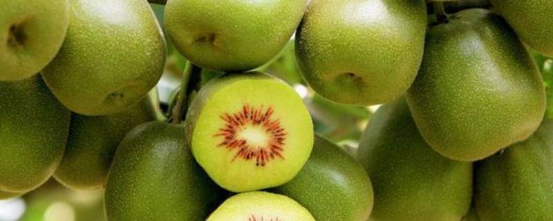 四川猕猴桃几月份成熟 四川猕猴桃成熟季节是几月份