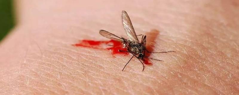 蚊子可以飞几层楼高 蚊子到底能飞几层楼高