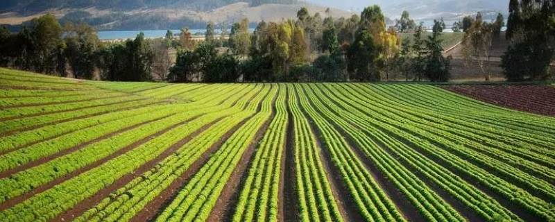 城市的土地属于国家所有吗（城市土地属于什么所有）