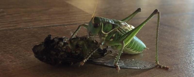 蝈蝈能吃吗 蝈蝈能吃吗,怎么吃