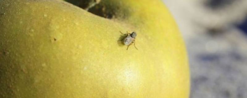 夏天水果上的小飞虫是怎么产生的 夏天水果上的小飞虫是怎么产生的掉到酱油