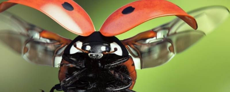 虫子的种类（如何识别虫子的种类）