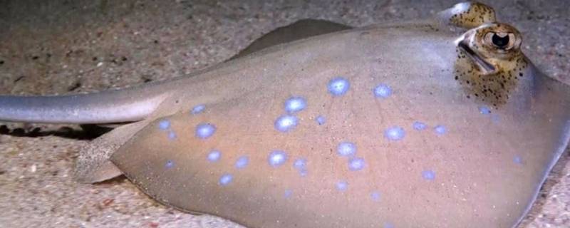 为什么没人吃鳐鱼（为什么很少人吃鳊鱼）