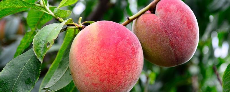 桃子的品种有哪些品种叫什么名字（桃子是什么品种）