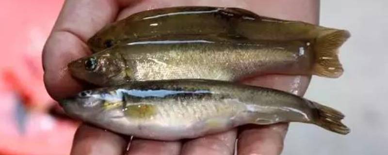 小溪里的鱼种类 小溪里的鱼种类身上一条横线