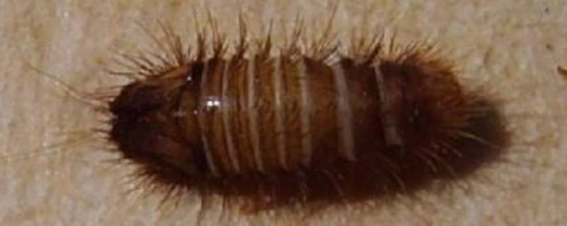 皮蠹虫是怎么长出来的 皮蠹幼虫怎么来的
