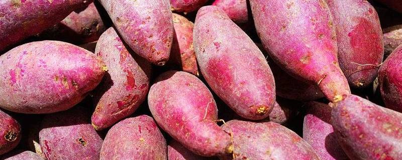 红薯一年四季都有吗（红薯一年四季都有卖吗）