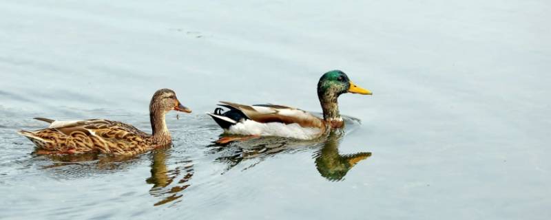 鸭子有牙齿吗（鸭子有牙齿吗答案）