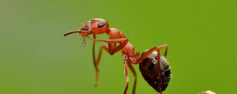 蚂蚁在家里做窝怎么处理 蚂蚁在家里做窝是什么预兆