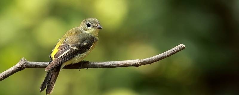 鸟攻击人是什么原因（鸟攻击人怎么回事）