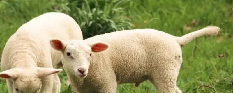 小羊尾巴的作用是什么 小羊尾巴的用处