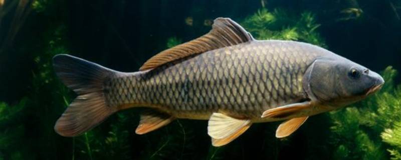 草鱼是鲤鱼还是鲫鱼 草鱼鲤鱼鲫鱼有什么区别