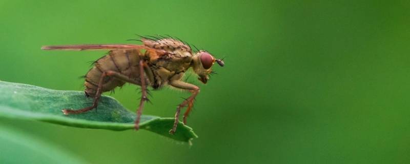 水果皮生的小飞虫怎么消灭 怎样处理水果生的小飞虫