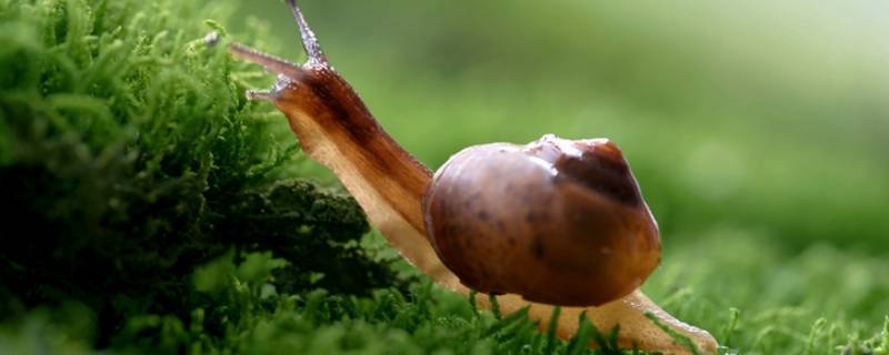 蜗牛喜欢吃什么东西 蜗牛喜欢吃什么东西的视频