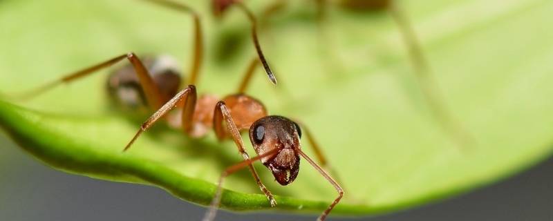 四楼有蚂蚁是什么原因 四楼有蚂蚁怎么回事