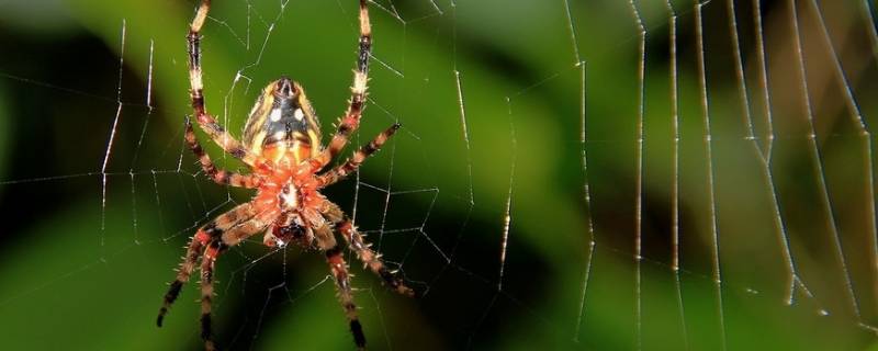 蜘蛛的寿命 普通蜘蛛的寿命