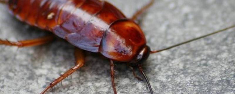 蟑螂特别大个怎么来的 蟑螂有多大