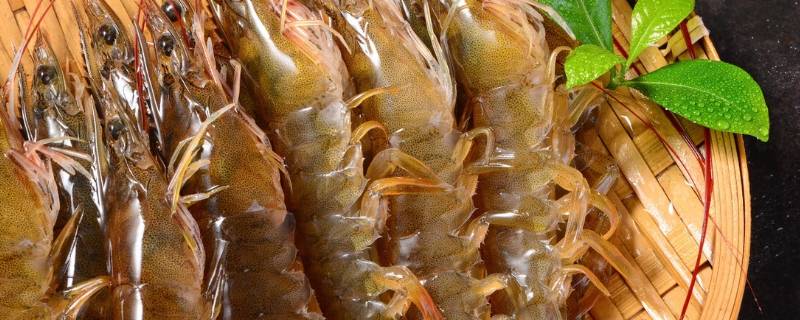 基围虾吃什么食物 基围虾吃什么食物长大,吃基围虾对身体会不会有影响