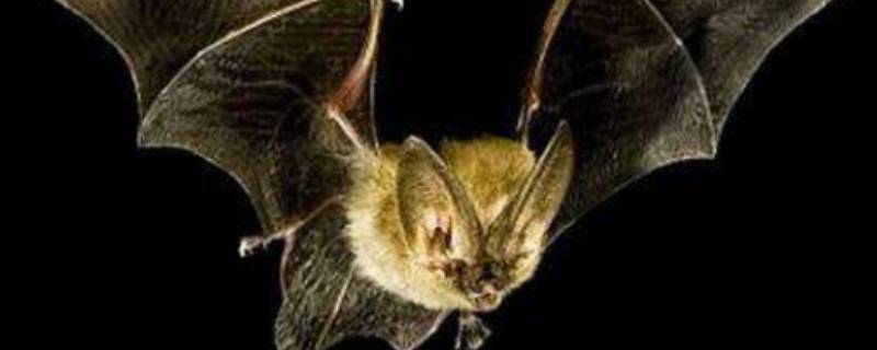 蝙蝠一般晚上几点出来 蝙蝠一般晚上几点出来觅食