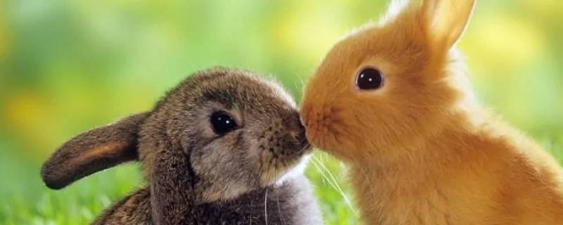 兔子是啮齿类动物吗 兔子是啮齿目动物吗?