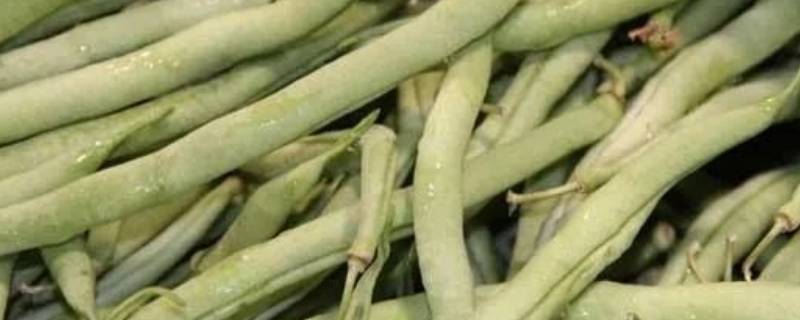 菜豆怎么保存的时间更长 菜豆能放多久