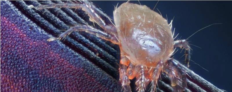 床垫上有白色的小虫子是什么虫子(床垫子底下有白色虫子是什么)